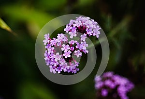 Pretty dainty purple pink flower cluster with shallow depth of field