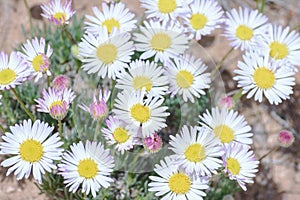 Pretty Daisy or Pretty Fleabane Erigeron bellidiastrum