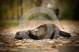 Pretty dark sable color ferret exploring autumn park with leaves and holes photo