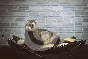 Pretty dark sable ferret female posing indoor for portrait in studio photo