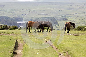 Pretty Dartmoor ponies, Dartmoor, Devon, UK