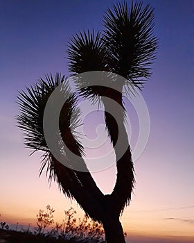 joshuatree sunset Joshua Tree beautiful landscape