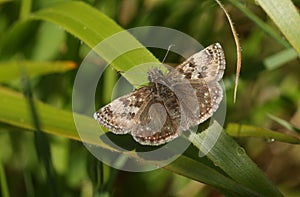 A pretty Dingy Skipper Butterfly, Erynnis tages, perching on a blade of grass.