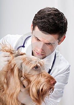 Pretty dog during ear examination