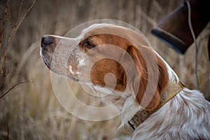 Pretty dog. Portrait of a hunting dog that sniffs the air in search of a bird. Epanyulya Breton. Brittany Spaniel