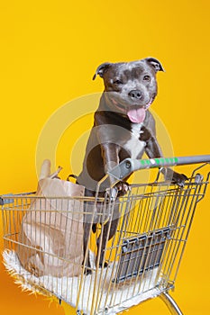 Pretty dog standing in shopping cart