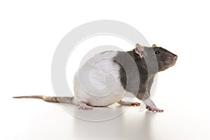 Pretty domestic rat on a white background