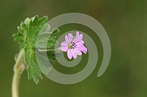 A pretty Doves-foot Cranesbill, Geranium molle, growing in a wildflower meadow in the countryside in the UK.