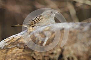 A pretty Dunnock, Prunella modularis, perched on a trunk