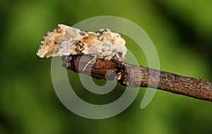 A pretty Dusky Sallow Moth Eremobia ochroleuca perching on a twig.