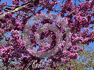 Pretty Eastern Redbud Flowers in Spring in April