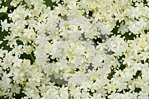 Stunning Elderberry Flowers Sambucus nigra. photo