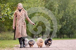 Pretty elegant woman is walking with her four dogs of pomeranian spitz breed in park at nature.