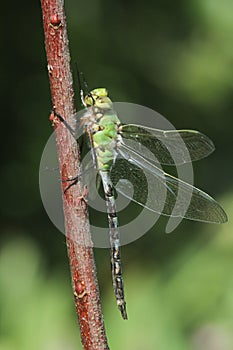 A pretty Emperor Dragonfly Anax imperator perched on a plant.