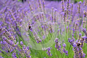 Pretty English Lavender Plants and Flowers Blowing in Wind in Corbett Oregon with Bumble Bees. Short focus with blurred backgroun photo