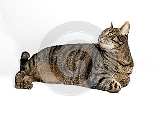 Pretty european tabby cat with amazing yellow-green eyes in relaxed pose on gray background