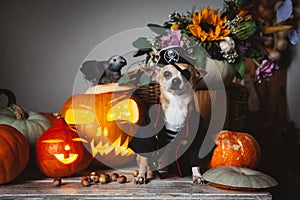 Pretty eyeless pirat chihuahua on Haloween costume party