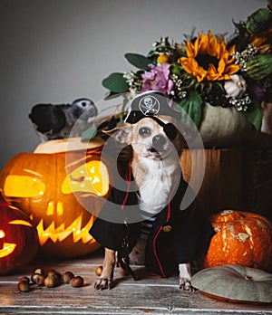 Pretty eyeless pirat chihuahua on Haloween costume party