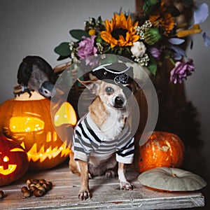 Pretty eyeless pirat chihuahua on Haloween costume party