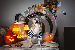 Pretty eyeless pirat chihuahua on Haloween costume party