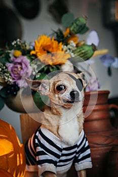 Pretty eyeless pirat chihuahua on Haloween costume party