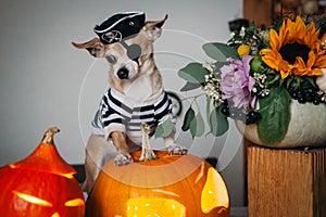 Pretty eyeless pirat chihuahua on Haloween costume party