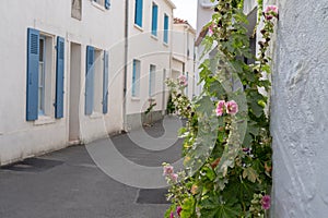 Pretty facades with hollyhock in the alleys of Noirmoutier french island