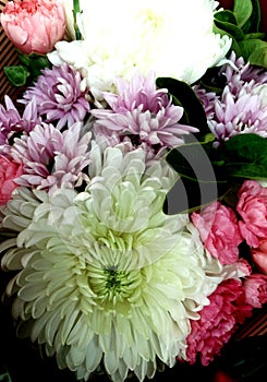 Pretty faces, pretty colours