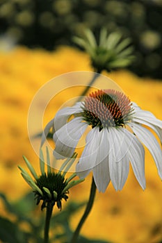 Pretty Fall flowers in landscaped gardens