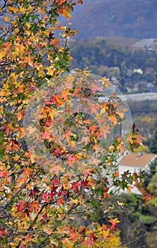 Pretty fall leaves high on a hill