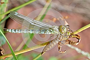 A pretty female Migrant Hawker Dragonfly, Aeshna mixta, perching on a reed at the edge of a pond