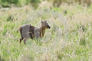 A pretty female Muntjac Deer, Muntiacus reevesi, feeding in a field at the edge of woodland in the UK.