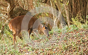 A pretty female Muntjac Deer Muntiacus reevesi feeding on an island in the middle of a lake.