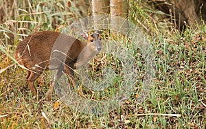 A pretty female Muntjac Deer Muntiacus reevesi feeding on an island in the middle of a lake.