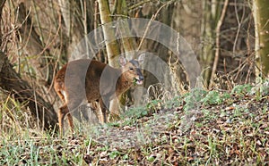 A pretty female Muntjac Deer Muntiacus reevesi feeding on an island in the middle of a lake.