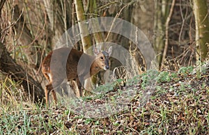 A pretty female Muntjac Deer Muntiacus reevesi feeding on an island in the middle of a lake.