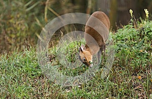 A pretty female Muntjac Deer, Muntiacus reevesi, feeding on an island in the middle of a lake in Autumn.