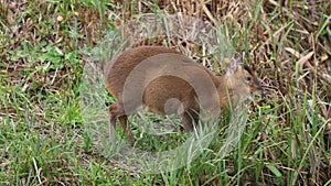 A pretty female Muntjac Deer, Muntiacus reevesi, feeding on an island in the middle of a lake in Autumn.