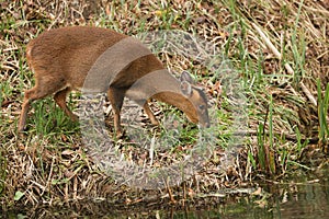 A pretty female Muntjac Deer Muntiacus reevesi feeding at the waters edge on an island in the middle of a lake.