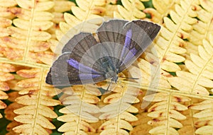 A pretty female Purple Hairstreak Butterfly Favonius quercus perched on bracken. photo