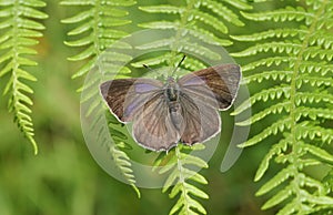 A pretty female Purple Hairstreak Butterfly Favonius quercus perched on bracken. photo