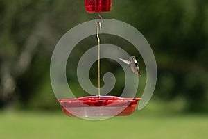 Pretty female ruby-throated hummingbird flying around feeder