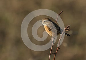 A pretty female Stonechat, Saxicola rubicola, perching on a thorny Hawthorn tree.