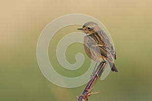 A pretty female Stonechat, Saxicola torquata, perching on the tip of a plant stem.