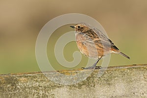 A pretty female Stonechat, Saxicola torquata, perching on a wooden fence.