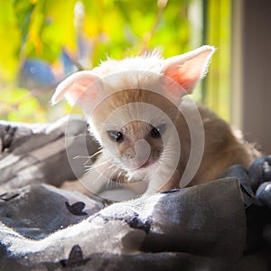 Pretty fennec fox cub with luminious background