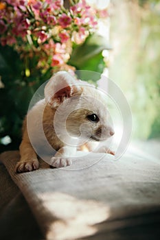 Pretty fennec fox cub with pink flowers