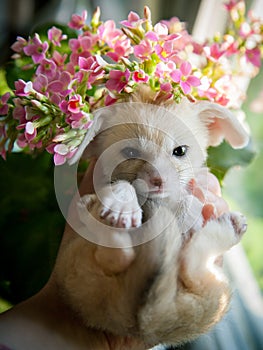 Pretty fennec fox cub with pink flowers