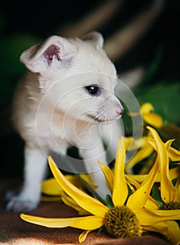 Pretty fennec fox cub with yellow flowers