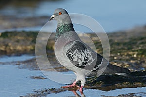 A pretty Feral Pigeon Columba livia standing in a coastal pool at low tide in Kent, UK.